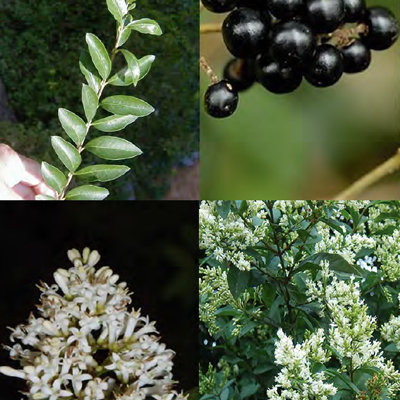 LAN-180-2330-OL-Vazquez-144